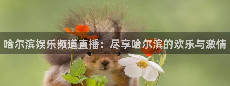 新球体育足球：哈尔滨娱乐频道直播：尽享哈尔滨的欢乐与激情