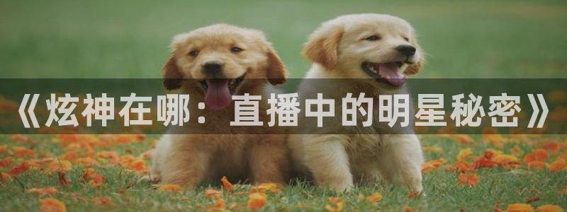 新球体育篮球比分：《炫神在哪：直播中的明星秘密》
